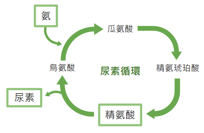 ホームレメディ勃起不全
